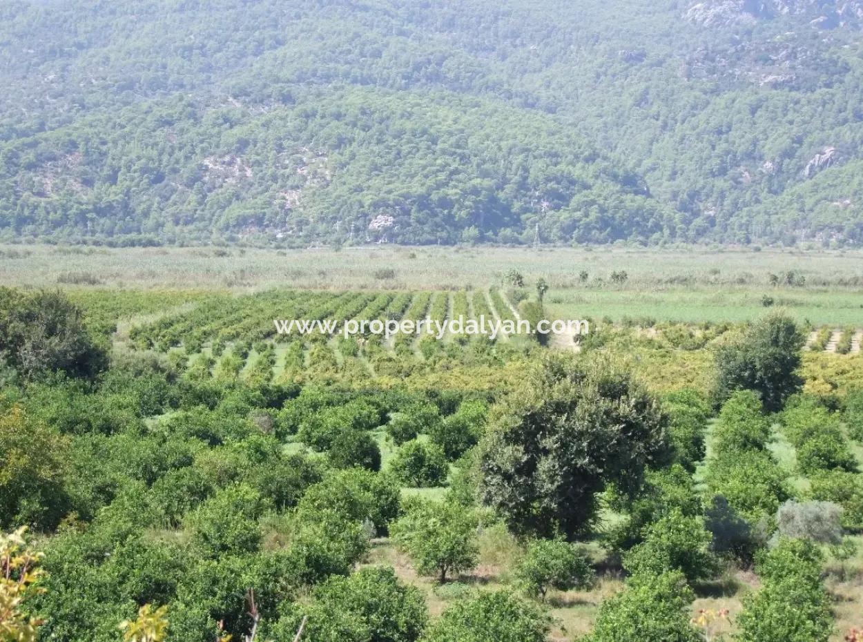 Bauernhof Zum Verkauf Bauernhof Zum Verkauf In Dalyan 73410M2