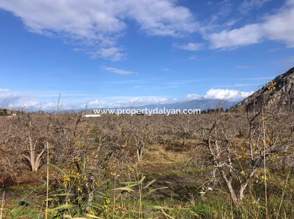 Grundstück Zu Verkaufen In Dalyan Istuzu Yollu Auf 24.000M2 Granatapfelgarten Zu Verkaufen