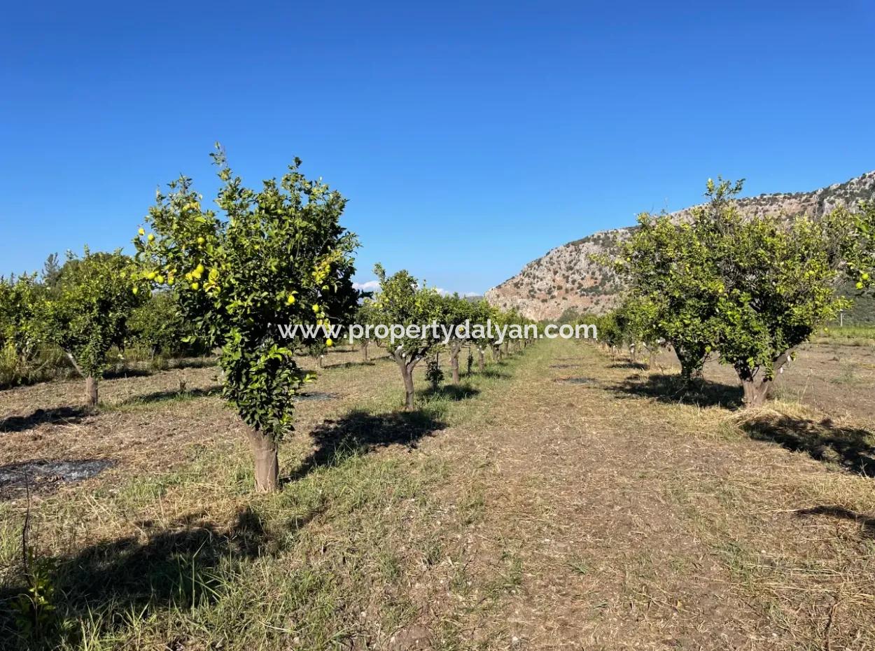 Grundstück Zum Verkauf In Dalyan In Der Nähe Des Zentrums Von 6600M2