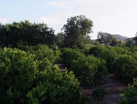 Nahe Dem Zentrum Von Dalyan In Dalyan Grundstück Für Verkauf Zum Verkauf 987M2