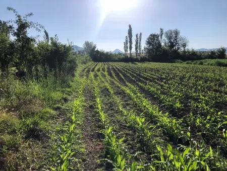 2200M2 Grundstück Zum Verkauf In Dalyan Zum Verkauf In Dalyan