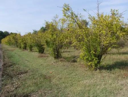 Güzelyurt Land Zu Verkaufen Dorf Gebaut 6670M2 Land Zum Verkauf