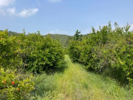 7800M2 Grundstück Zum Verkauf Am Anfang Der Strandstraße Iztuzu In Gökbel