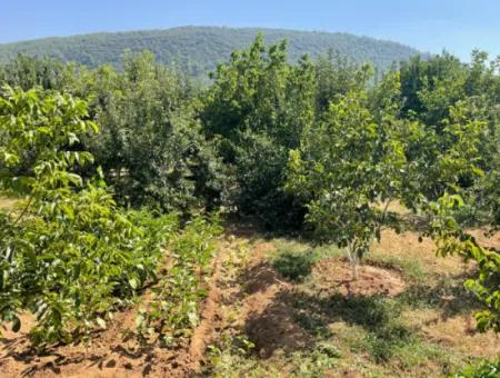 Muğla Ula Köprübaşı Mahallesin In 2378M2 Grundstück In 3 1 Vlla Zu Verkaufen