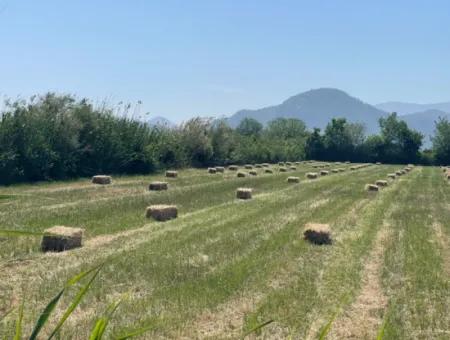 6.500 M2 Feld Zum Verkauf An Der Iztuzu-Straße In Dalyan