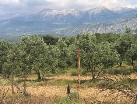 Land For Sale In Seydikemer Korubuku 76000M2