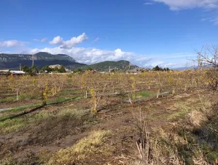 Land For Sale In Dalyan Istuzu Yollu On 24,000M2 Pomegranate Garden For Sale