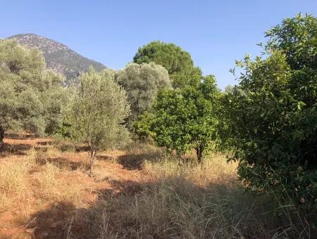 Land Field For Sale In Köyceğinz Yangi 9406M2 Land For Sale