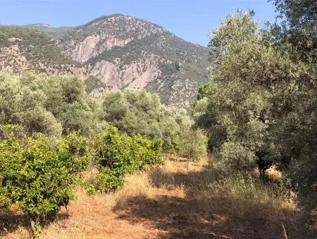 Land Field For Sale In Köyceğinz Yangi 9406M2 Land For Sale