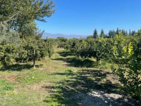 2223M2 Fields For Sale In Dalyan