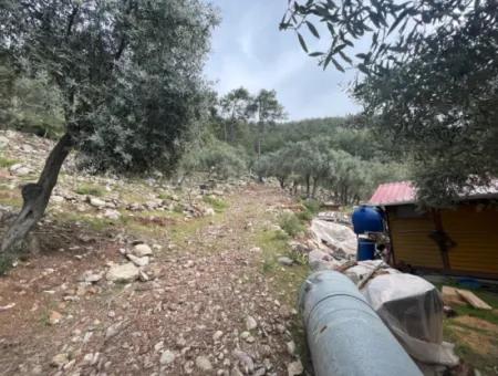 Olive House With Sea View In Ekincik Is For Sale