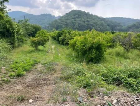 7800M2 Land For Sale At The Beginning Of Iztuzu Beach Road In Gökbel