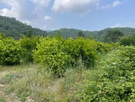 7800M2 Land For Sale At The Beginning Of Iztuzu Beach Road In Gökbel