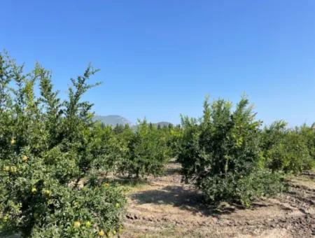 10,000M2 Pomegranate Garden For Sale In Dalyan Arıkbaşı And Gerendüzün