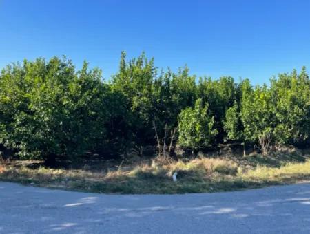 2D Lemon Orchard For Sale In Marmarli, Dalyan