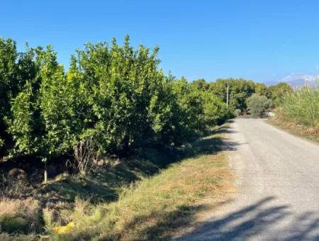 2D Lemon Orchard For Sale In Marmarli, Dalyan