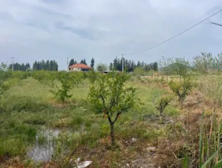 Field For Sale 6500M2 In Dalyan