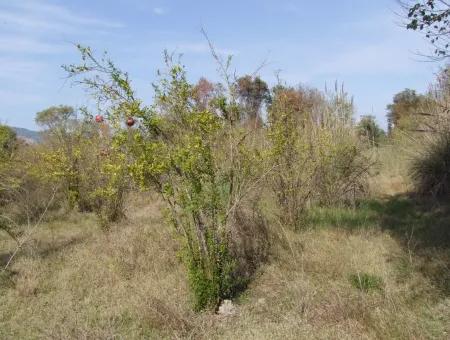 Güzelyurt Satılık Arsa  Köy Yerleşik 6670M2 Satılık Arazi