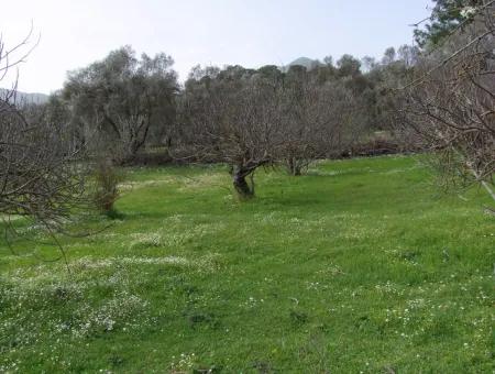 İncırköyde Satılık Arsa Tarla Ferhiye İncirköy Üzümlüde Satılık Arsa