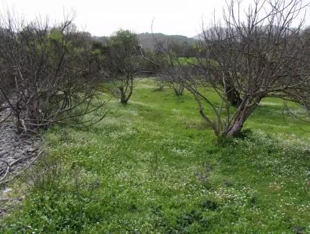 İncırköyde Satılık Arsa Tarla Ferhiye İncirköy Üzümlüde Satılık Arsa