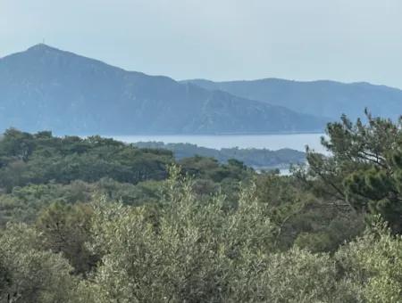 Ekincikde Deniz Manzaralı Zeytin Evi Satılıktır